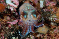   Close 2cm large Sepiola atlantica  